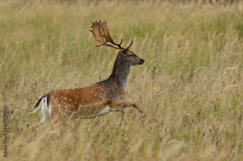 Fallow deer (Dama dama) running through the high grass meadow. wildlife, slovakia