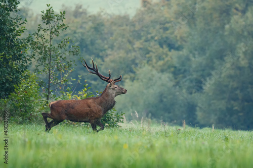Red deer male walking through the high grass during the rut in autumn, wildlife, Cervus elaphus, Slovakia