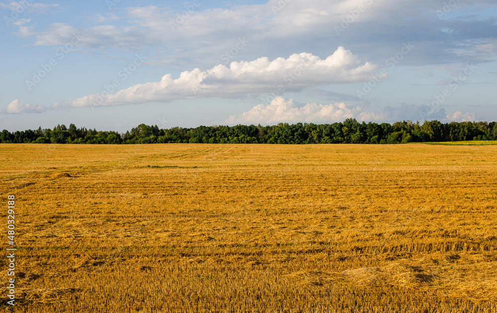 Golden straw lies on the field after the work of the combine harvester Golden straw lies on the field after the work of the combine harvester