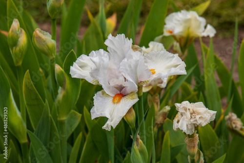 iris flower close up