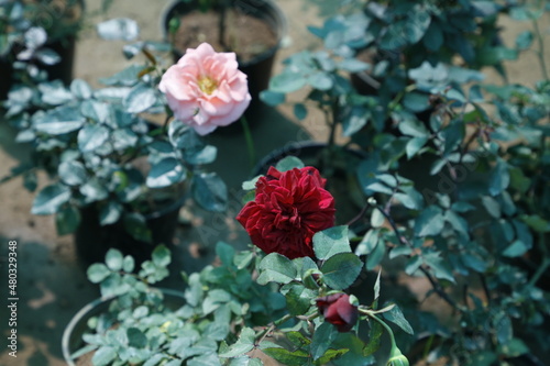 Beautiful Rose Flower Garden- Natural