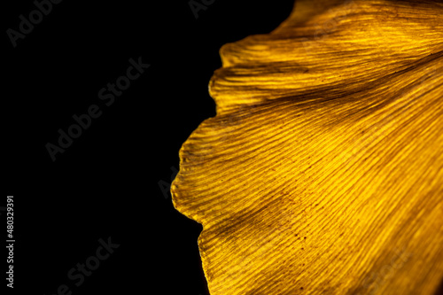 Close up of a yellow tree leaf