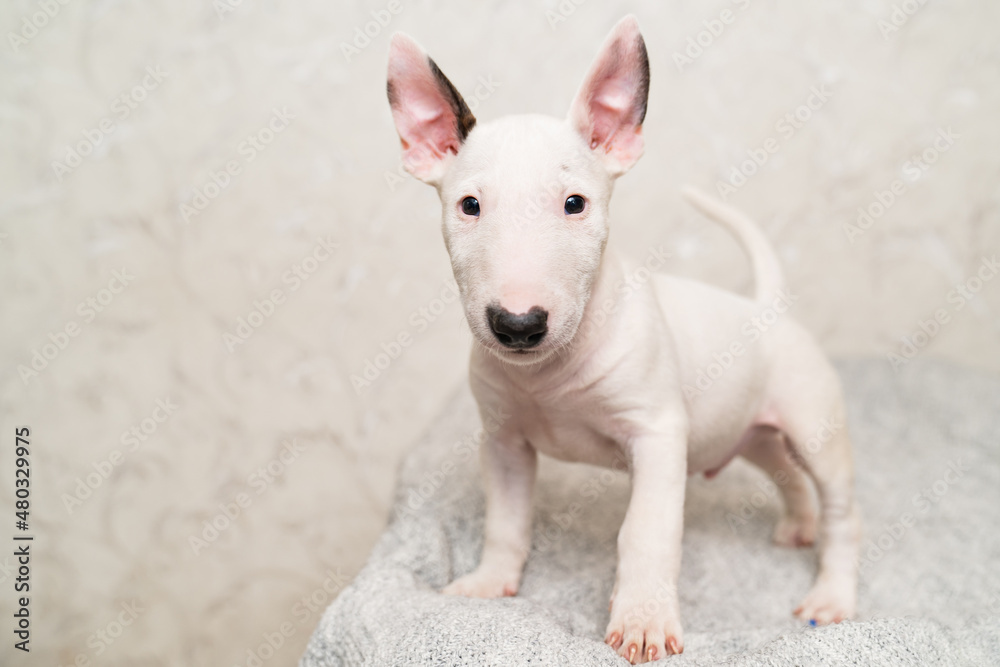 cute mini bull terrier puppy on a gray blanket. 