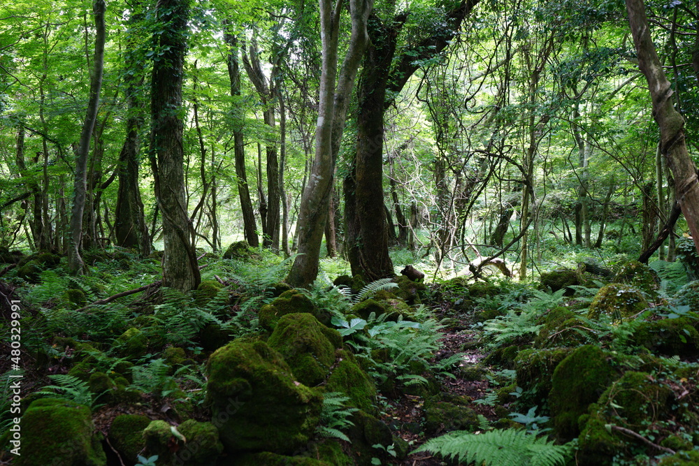 a primeval forest in summer