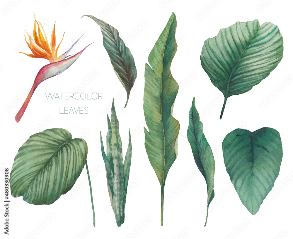 Tropical leaves set. Hand painted with watercolor floral clip art: objects isolated on white background. - obrazy, fototapety, plakaty 