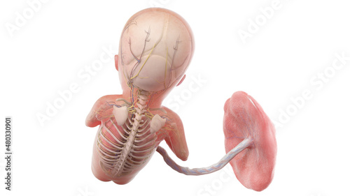 3d rendered medically accurate illustration of a human fetus anatomy - week 15 photo