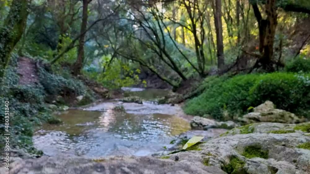 forest with river in corfu island , Greece forest with river in corfu island , Greece