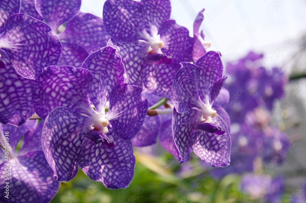 Orchid flower in garden at winter or spring day. Orchid flower for beauty and agriculture design. Beautiful orchid flower in garden. Beautiful pink purple Orchid, Vanda hybrids Orchid flower in garden at winter or spring day. Orchid flower for beauty and agriculture design. Beautiful orchid flower in garden. Beautiful pink purple Orchid, Vanda hybrids
