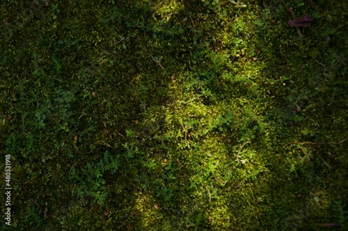 Shadow of a tree branches on turf grass in agriculture greenhouse 