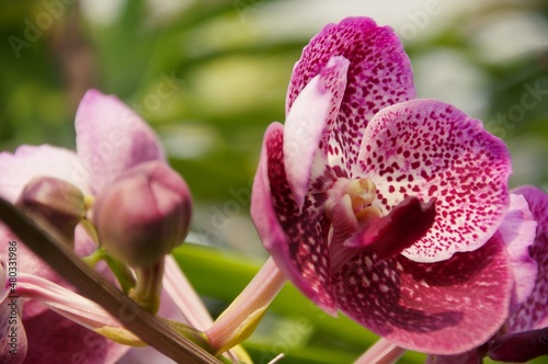 Orchid flower in garden at winter or spring day. Orchid flower for beauty and agriculture design. Beautiful orchid flower in garden. Beautiful pink purple Orchid, Vanda hybrids