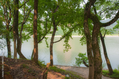 Fototapeta Naklejka Na Ścianę i Meble -  Tall ancient camphor trees along the river