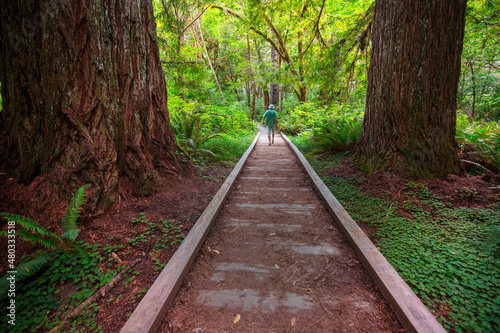 Tourist near sequoia