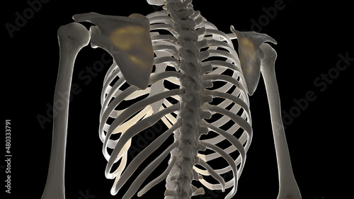 3d rendered illustration of the skeletal upper body