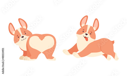 Welsh Corgi with Short Legs and Brown Coat Running and Standing Vector Set
