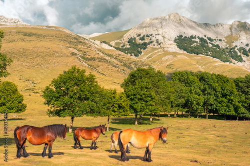 Caballos posando en plena montaña