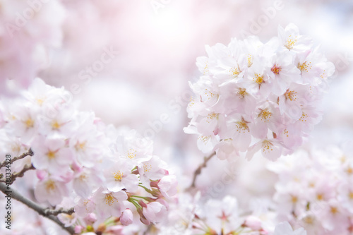 満開の桜の花と春の陽射し