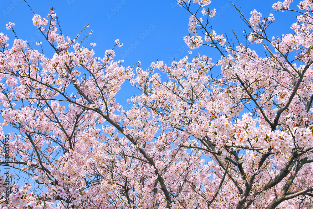 綺麗な青空と桜