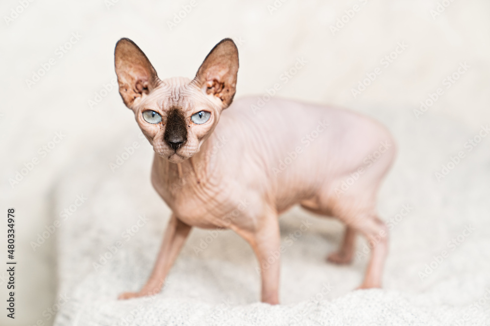 Canadian Sphynx. cat breed without hair. hypoallergenic pet. 