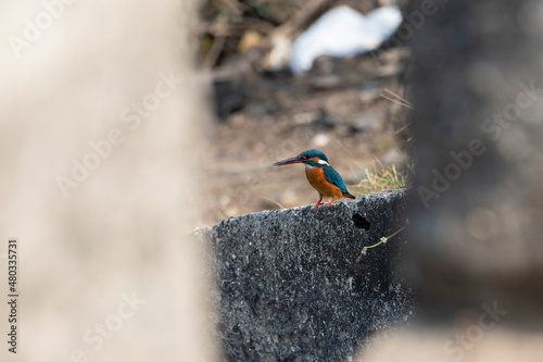 The common kingfisher (Alcedo atthis)the Eurasian kingfisher, and river kingfisher, is a small kingfisher with seven subspecies recognized within its wide distribution across Eurasia and North Africa