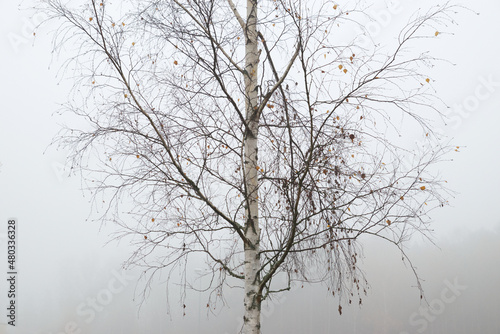 Close up of bare birch tree at foggy feather.