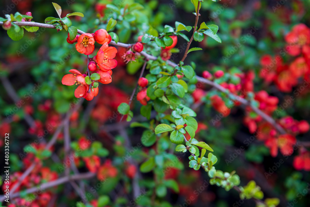 red flowers on a bush red flowers on a bush
