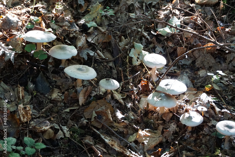 Pilze im Wald