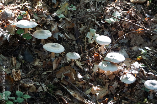 Obraz na płótnie Pilze im Wald w salonie