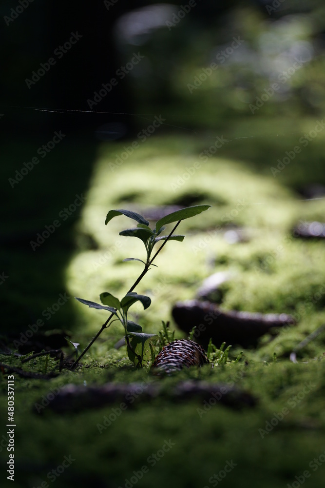 Pflanzen des Waldes