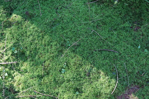 Obraz na płótnie Moosbedeckter Waldboden w salonie