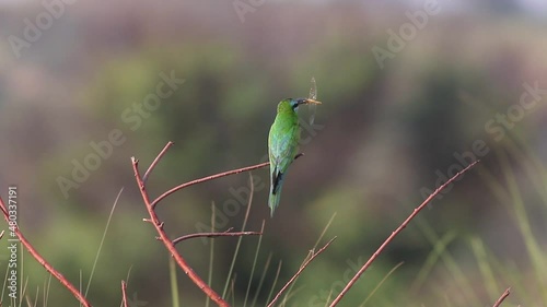 blue cheeked bee eater sitting on perch with dragonfly photo