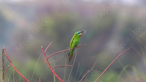 blue cheeked bee eater pair flying on perch with food slow motion photo