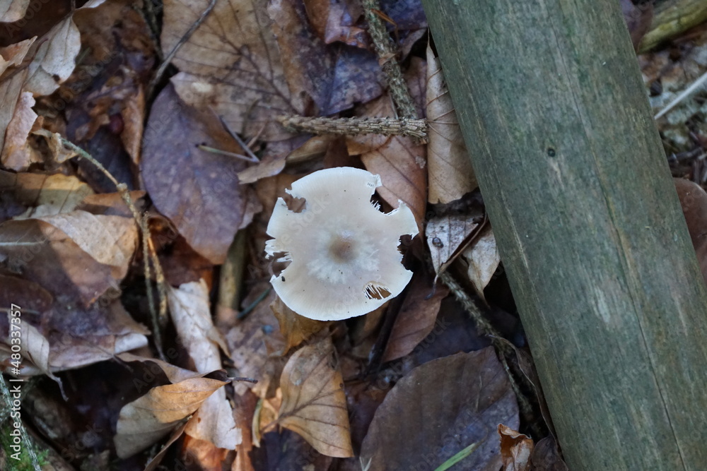 Pilze im Wald