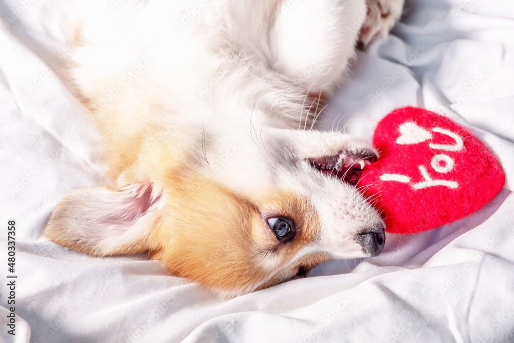 cute portrait of a corgi dog puppy lies with red heart. Pet gift card. Valentines day. cute portrait of a corgi dog puppy lies with red heart. Pet gift card. Valentines day.