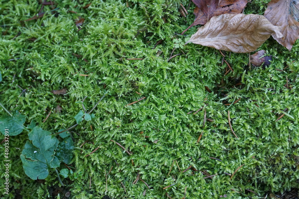 Moosbedeckter Waldboden