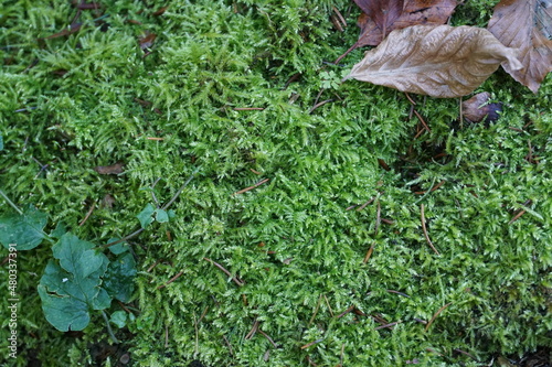 Obraz na płótnie Moosbedeckter Waldboden w salonie