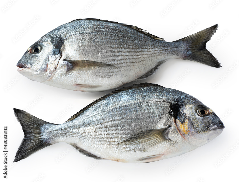 Gilt-head bream (dorade) isolated on white background. With clipping path. Gilt-head bream (dorade) isolated on white background. With clipping path.