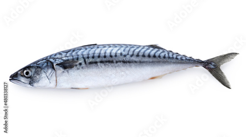 Konstfotografi Mackerel fish isolated on white background