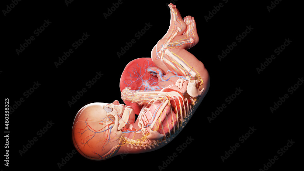 3d rendered illustration of a human fetus - week 38