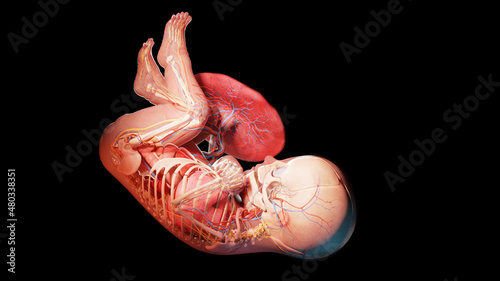 3d rendered illustration of a human fetus - week 40