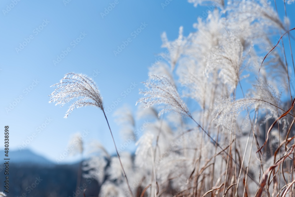 Fototapeta premium Reed Flower
