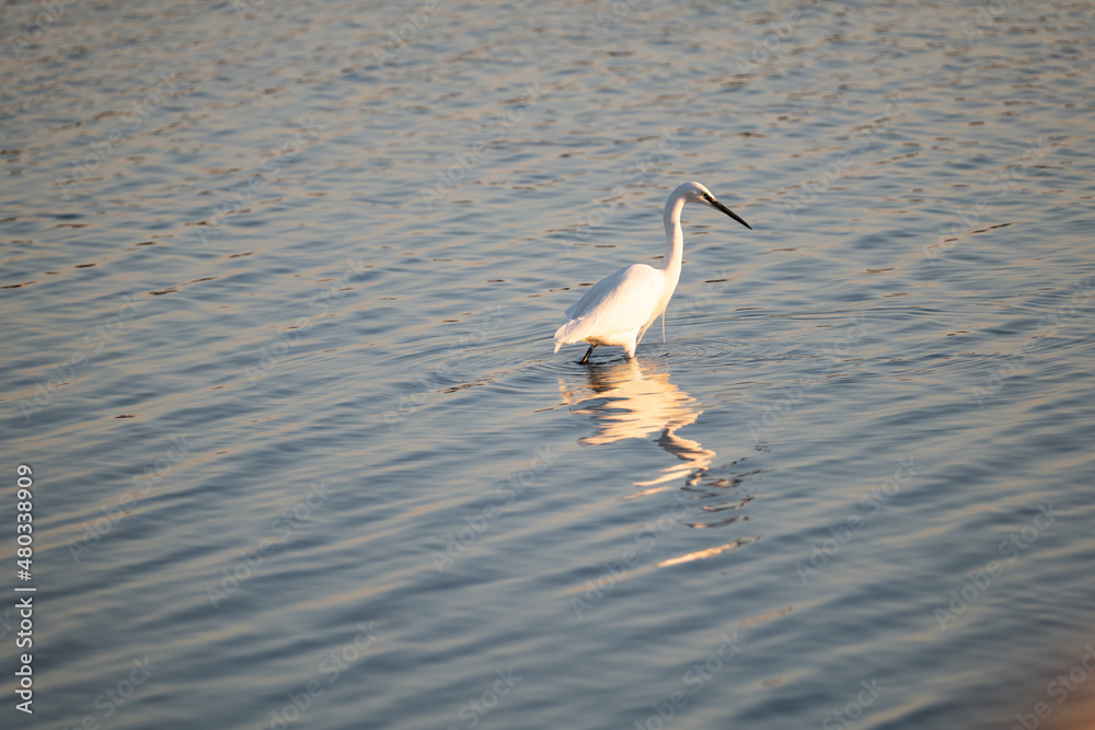 great blue heron ardea cinerea great blue heron ardea cinerea
