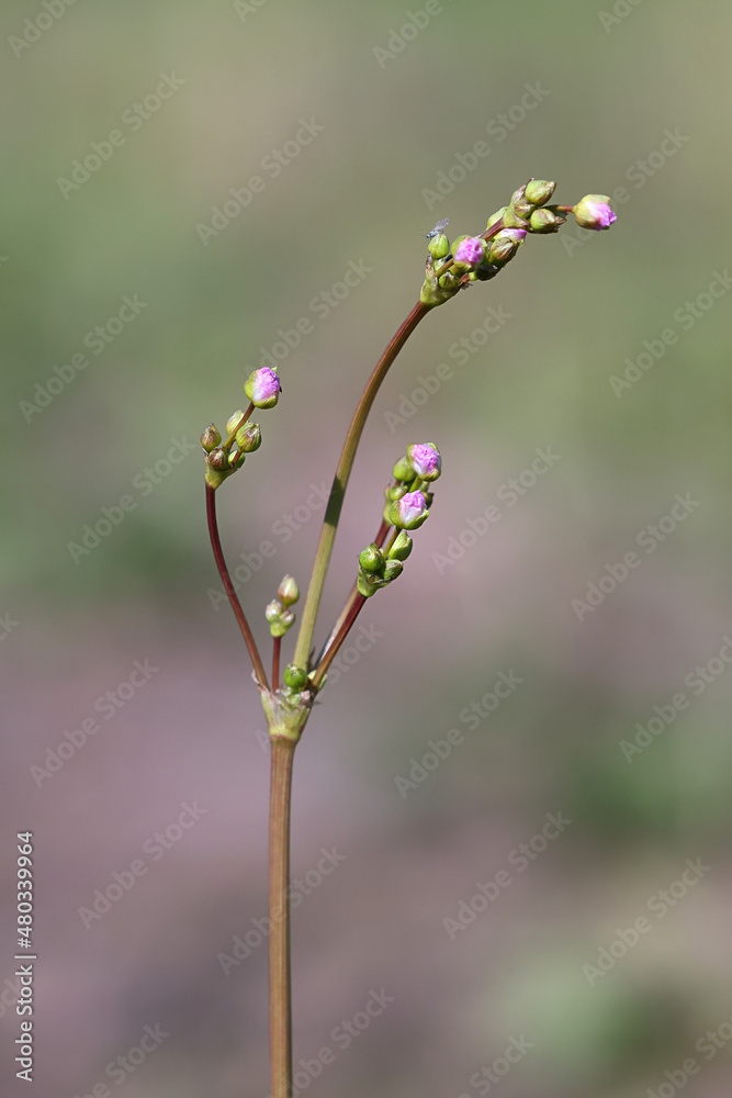 Waterplantain, also known as Great water plantain or Maddog weed