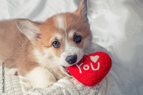 cute portrait of a corgi dog puppy lies with red heart. Pet gift card. Valentines day.