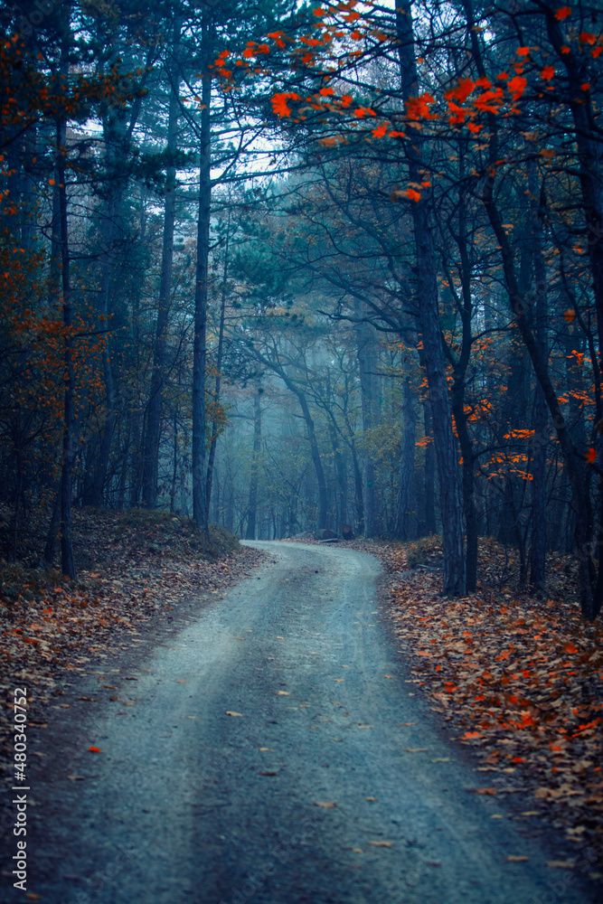 misty autumn forest