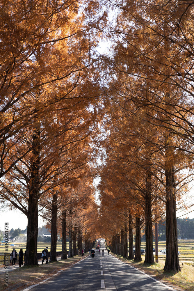 Fototapeta premium autumn in the park