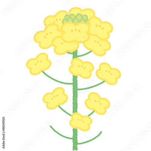 菜の花のシンプルでかわいいイラスト