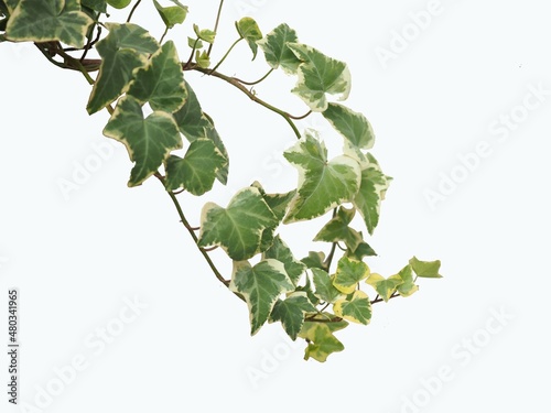Sprig, a sprout of green ivy on white background. closeup photo, blurred.