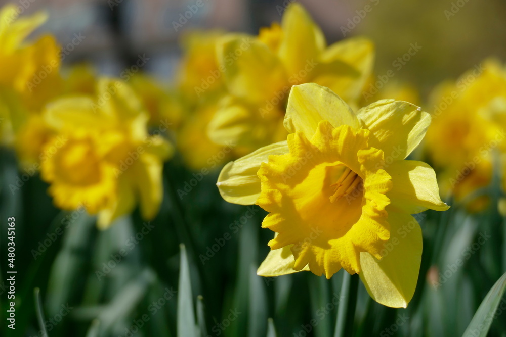 Fototapeta premium Gelbe Narzissen, Narzissenblüte (Narcissus Pseudonarcissus), Deutschland