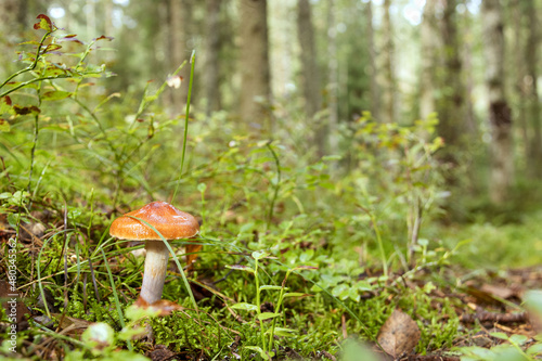 Mushroom in a meadow in a mixed forest on a summer morning
