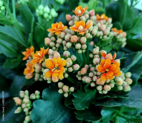 Planta con pequeñas flores de color anaranjado